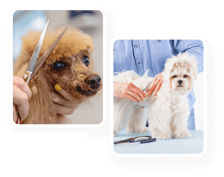 A dog getting his hair cut at the groomer