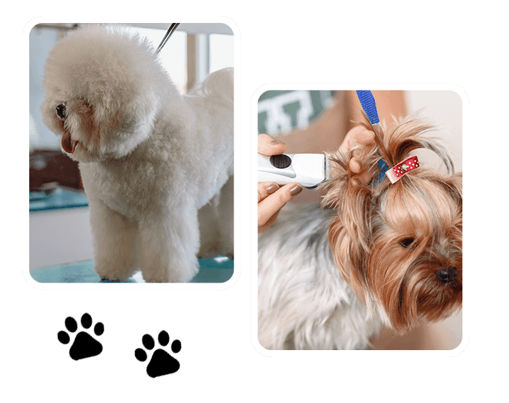 A dog is getting his hair cut by someone.