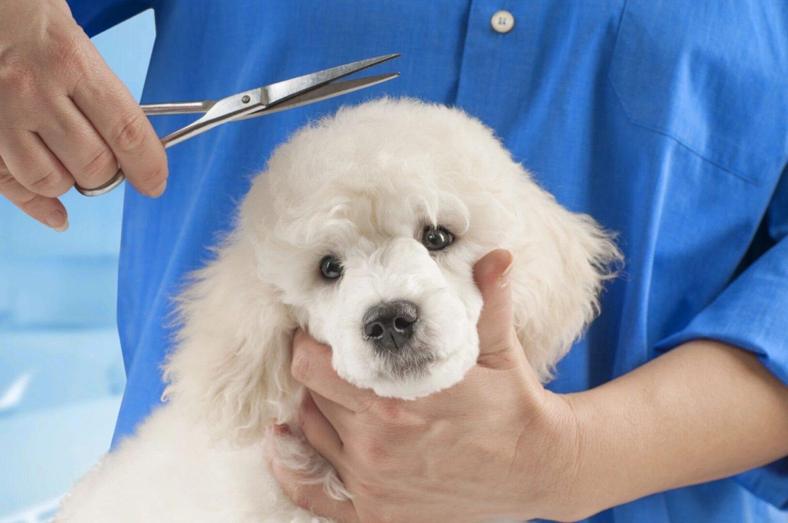 A person holding a dog 's head while it is being trimmed.