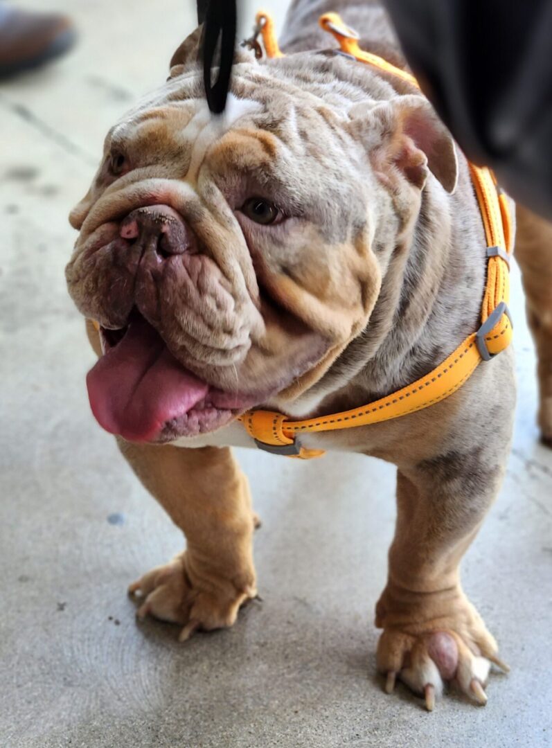 A close up of a dog with its tongue hanging out