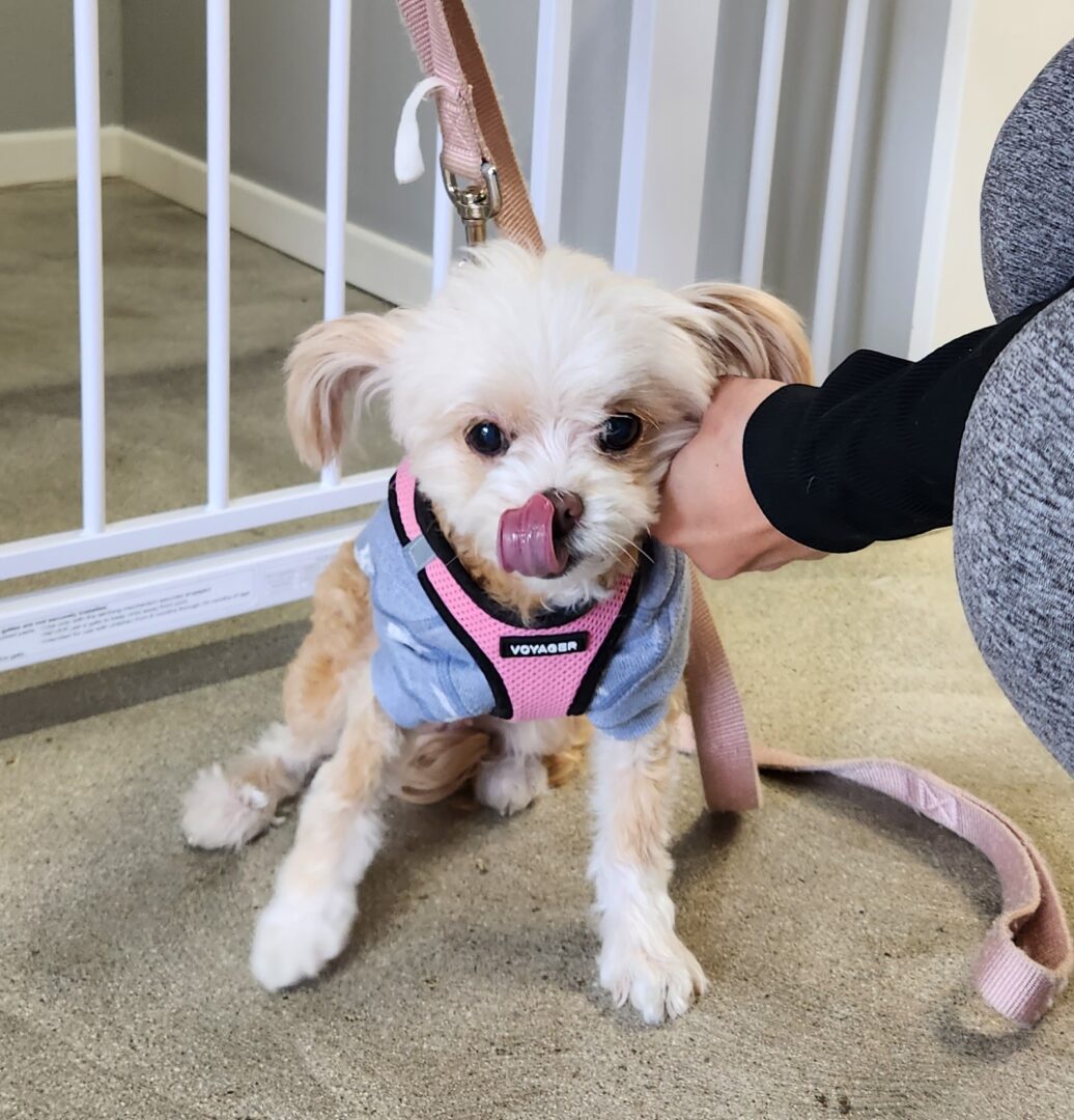 A small dog sitting on the ground with its mouth open.