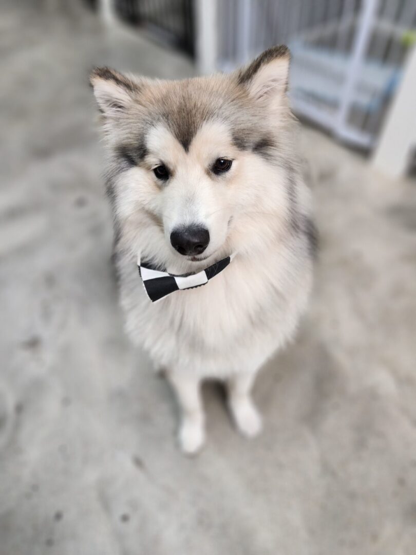 A dog with a bow tie sitting on the floor.